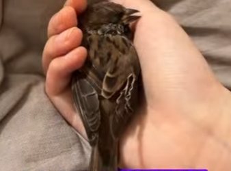 R3012014 Gorriones de rescate (Parte 2)