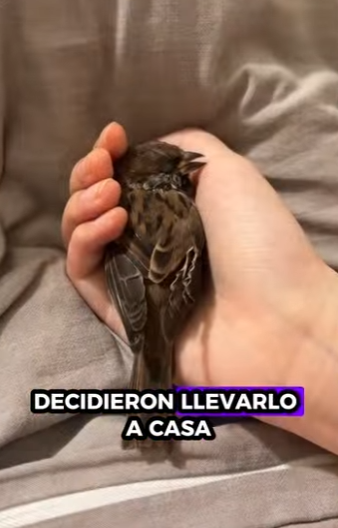 R3012014 Gorriones de rescate (Parte 2)