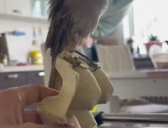 R3012010 Gorriones de rescate (Parte 2)