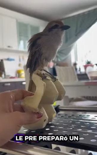 R3012010 Gorriones de rescate (Parte 2)