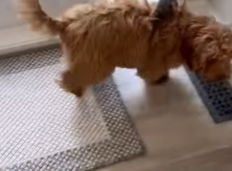 R3012002 Rescate de Zarigüeyas (Parte 2)