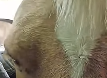 R3012006 Caballo de rescate (Parte 2)