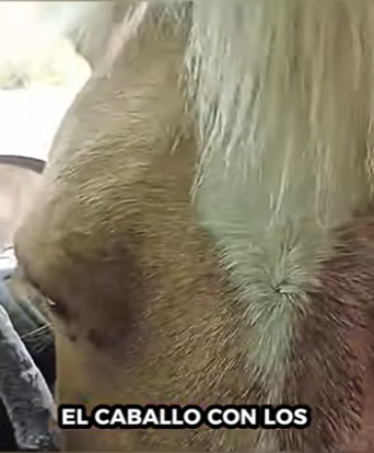 R3012006 Caballo de rescate (Parte 2)