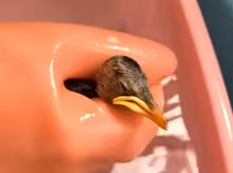 R3012012 Gorriones de rescate (Parte 2)