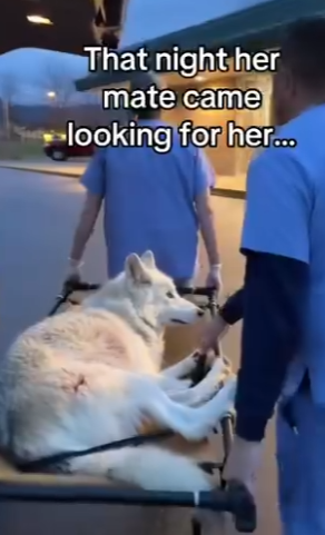 Z2712012 was of there story (Part 2)