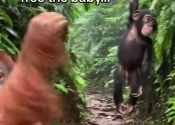 Z2712010 Only if he could pay windshield (Part 2)