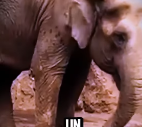 V0102009 Elefante Héroe Rescata Gacela De Morir Ahogada(Parte 2)