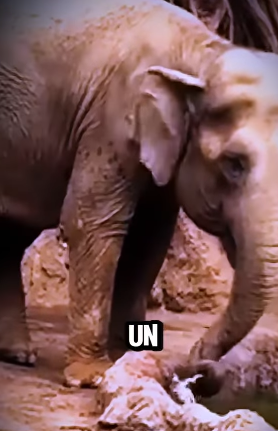 V0102009 Elefante Héroe Rescata Gacela De Morir Ahogada(Parte 2)