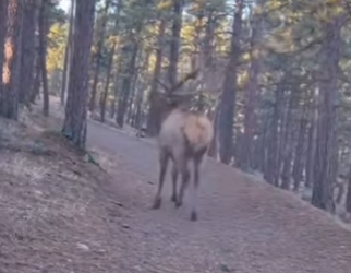 Z2712007 Saving an elk (Part 2)