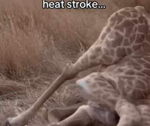 Z2712009 Nice (Part 2)