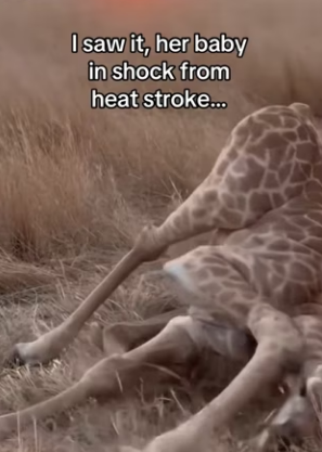 Z2712009 Nice (Part 2)