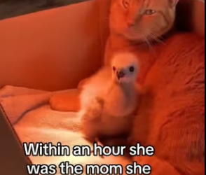 Z2712014 Saved him so she could save her (Part 2)