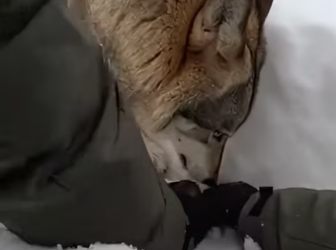 Z2412005 Wolf hopped onto my car! (Part 2)