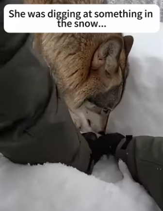 Z2412005 Wolf hopped onto my car! (Part 2)