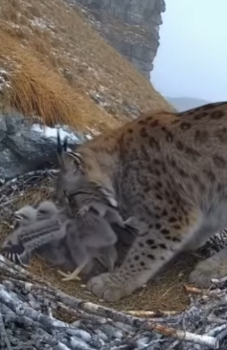 P3012008 mother eagle will cross mountains fight predators just to save (Part 2)