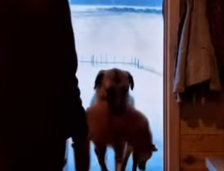 P3012005 farm dog didn just chase wolves away he brought injure (Part 2)