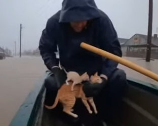P3012007 mother cat fighting through flood just to save her babies she (Part 2)