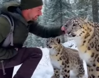 P3012003 snow leopard cub was trapped, hanging helplessly cruel snare (Part 2)