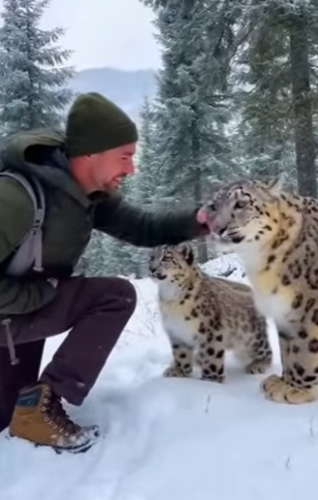 P3012003 snow leopard cub was trapped, hanging helplessly cruel snare (Part 2)