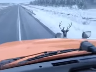 P3012010 reindeer trapped in snow rescue warms coldest (Part 2)