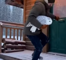 P3012011 Saved tiny owl lynx somehow we became family (Part 2)