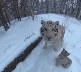 P3012004_They followed me home guess we re family now