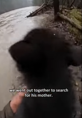 P0101011 rowed out into flood to save wolf mother (Part 2)