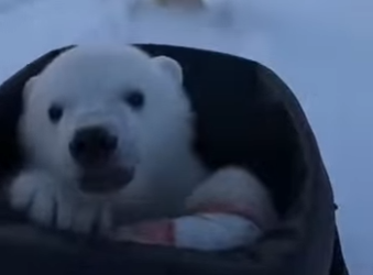 P0101016 wolf pack dragged crying polar cub (Part 2)