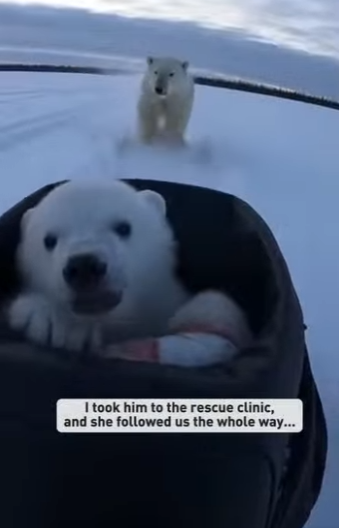 P0101016 wolf pack dragged crying polar cub (Part 2)