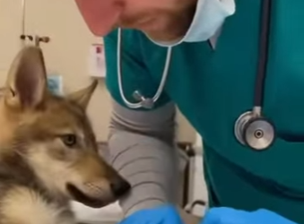 P0101021 saved gray wolf pup bald eagle, then (Part 2)