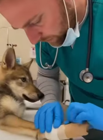 P0101021 saved gray wolf pup bald eagle, then (Part 2)