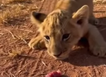 P0101012 swarm of vultures was dragging starving lion (Part 2)