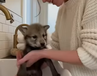 P0101020 My dog found gray wolf pup, then (Part 2)