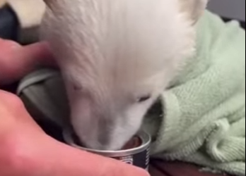 P0101009 polar bear mother hurled her cub onto rescue boat likr (Part 2)