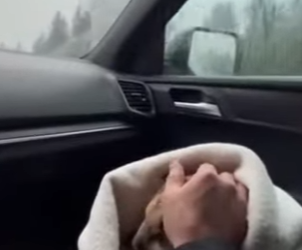 P0101010 moutain lion cub cried on road in rain (Part 2)