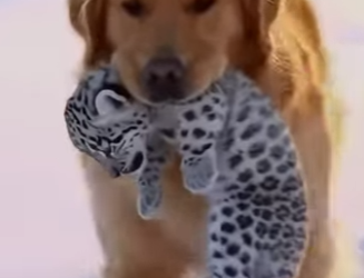 P0101024 My dog found snow leopard cub stuck in ice, then (Part 2)