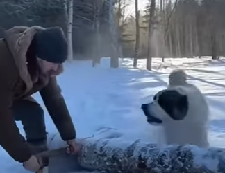 P0101002 Snow Leopard Rescue Man, His Dog, Life Saving Moment (Part 2)