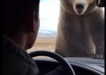 P0101008 Mother Bear Chases Down Car to Save Her Cub an Eagle Nest (Part 2)