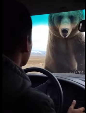 P0101008 Mother Bear Chases Down Car to Save Her Cub an Eagle Nest (Part 2)