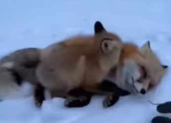 P0101015 tiny fox cub wrapped himself around my leg (Part 2)