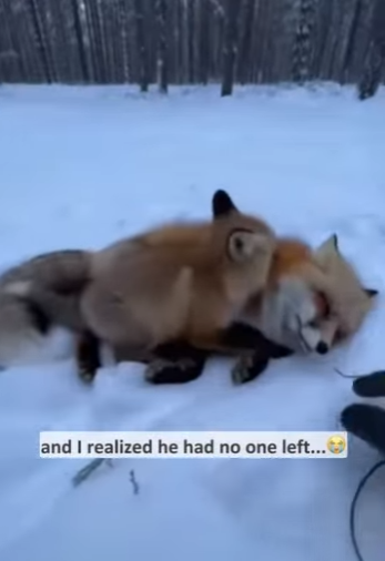 P0101015 tiny fox cub wrapped himself around my leg (Part 2)