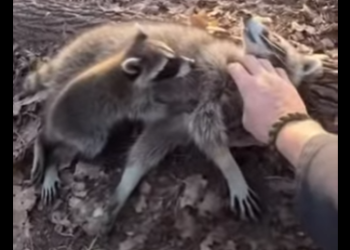 P0101019 small raccoon kit ran to me wouldn stop calling (Part 2)