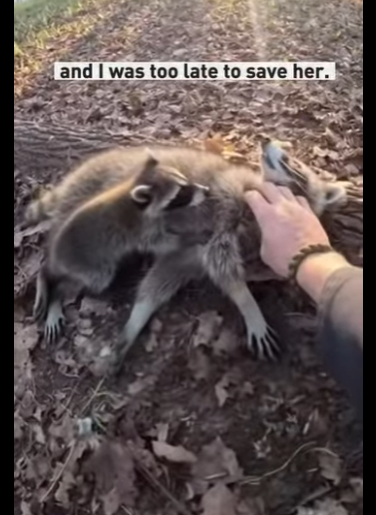 P0101019 small raccoon kit ran to me wouldn stop calling (Part 2)