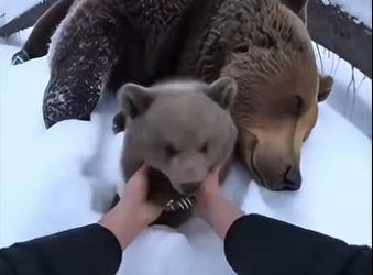 P0101004 Winter Rescue Trapped Bear Mother Freed Beneath Fallen Tree (Part 2)