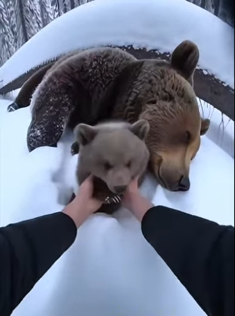 P0101004 Winter Rescue Trapped Bear Mother Freed Beneath Fallen Tree (Part 2)