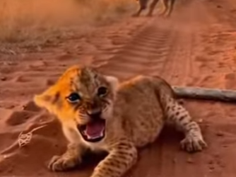 P0101018 tiny lion cub was being dragged away by hyenas (Part 2)