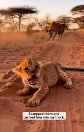 P0101018 tiny lion cub was being dragged away by hyenas (Part 2)