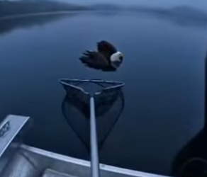 P0101001 One second too late! We dove in pulled eagle the (Part 2)