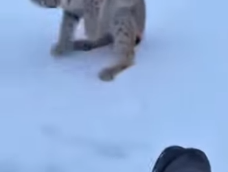 P0101003 will never forget morning wildcat came to my door (Part 2)