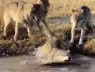 P0101007 Giant Catfish Leaps Pond Drags Wolf Underwater AI Cinemati (Part 2)